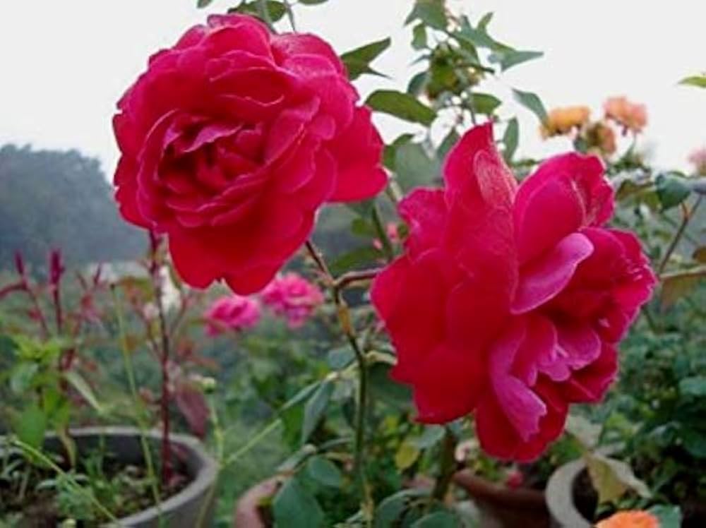 mini rose flower seeds