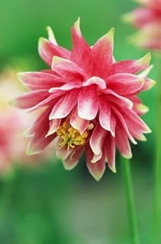 pink columbines flower seeds