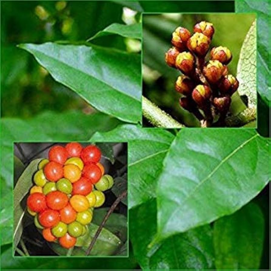 Heirloom Green Tiliacora Herb Seeds for Planting