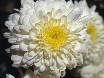 yellow white flower seeds