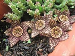 orbea cooperi flower seeds