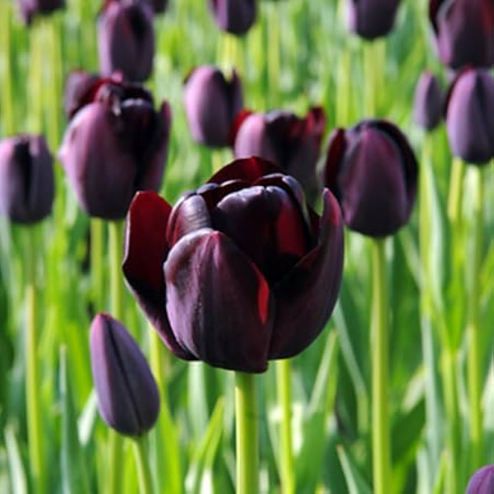 Tulip Flower Seeds Black for Planting, 100 pcs