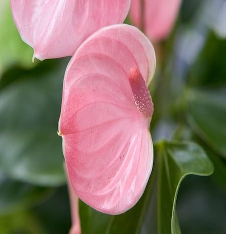 Light Pink Anthurium Flower Seeds 100 pcs