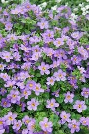 gulliver flower flower seeds