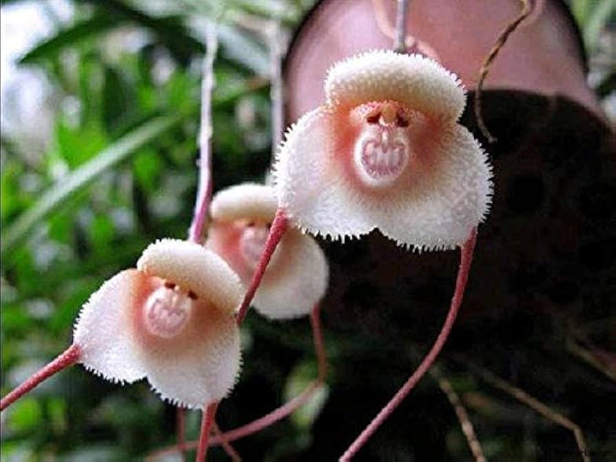 monkey face flower seeds
