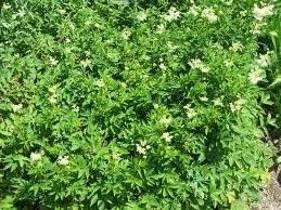 green filipendula flower seeds