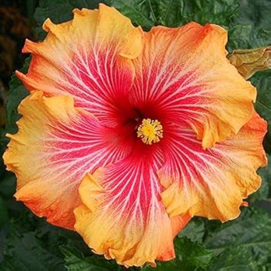 orange pink flower seeds