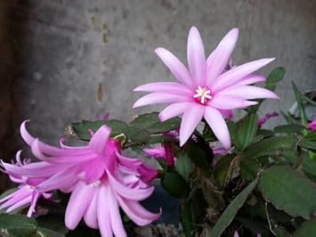 Flower Seeds, Seeds for Planting, Plant Seeds