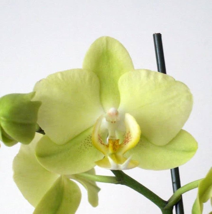 Phalaenopsis orkidéfrø Lysegrønne til udplantning, 100 stk