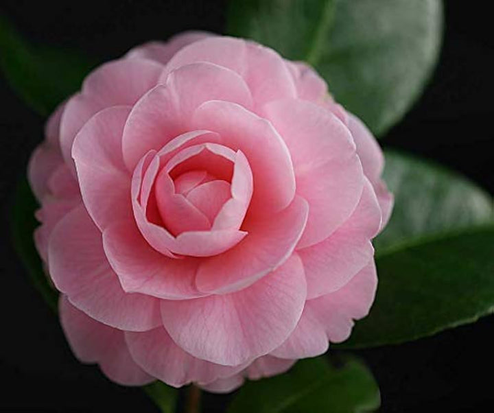 Heirloom Non-GMO Camellia Flower Seeds for Planting – Elegant Ornamental Garden Bloom Seeds