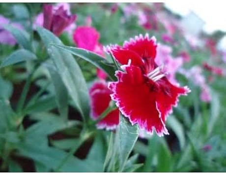 white burgundy flower seeds