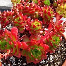 Flower Seeds, Seeds for Planting, Plant Seeds