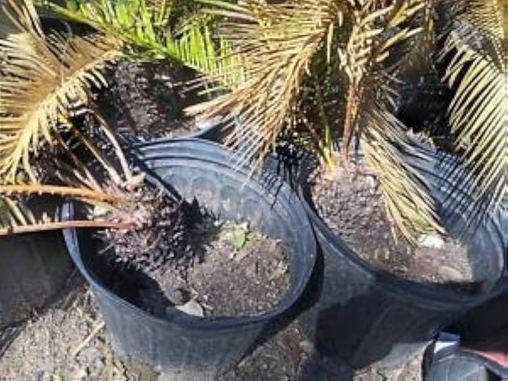 Cycas Plantefrø til udplantning, Brun, 100 stk