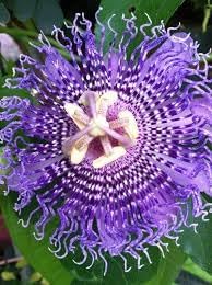 sweet grenadilla flower seeds