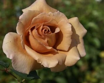 Flower Seeds, Seeds for Planting, Plant Seeds