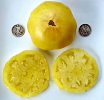 Yellow Dixie Golden Giant Seeds for Planting