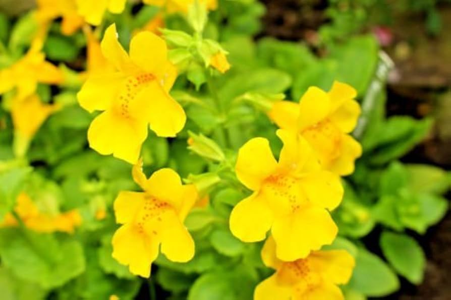 Gule Mimulus Blomsterfrø til Plantning 100 stk