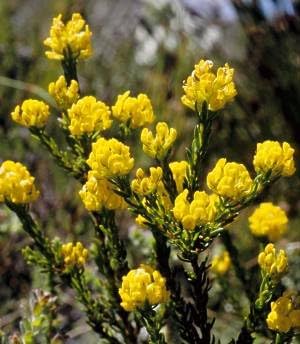 aspalathus flower flower seeds