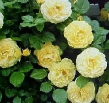 yellow light flower seeds