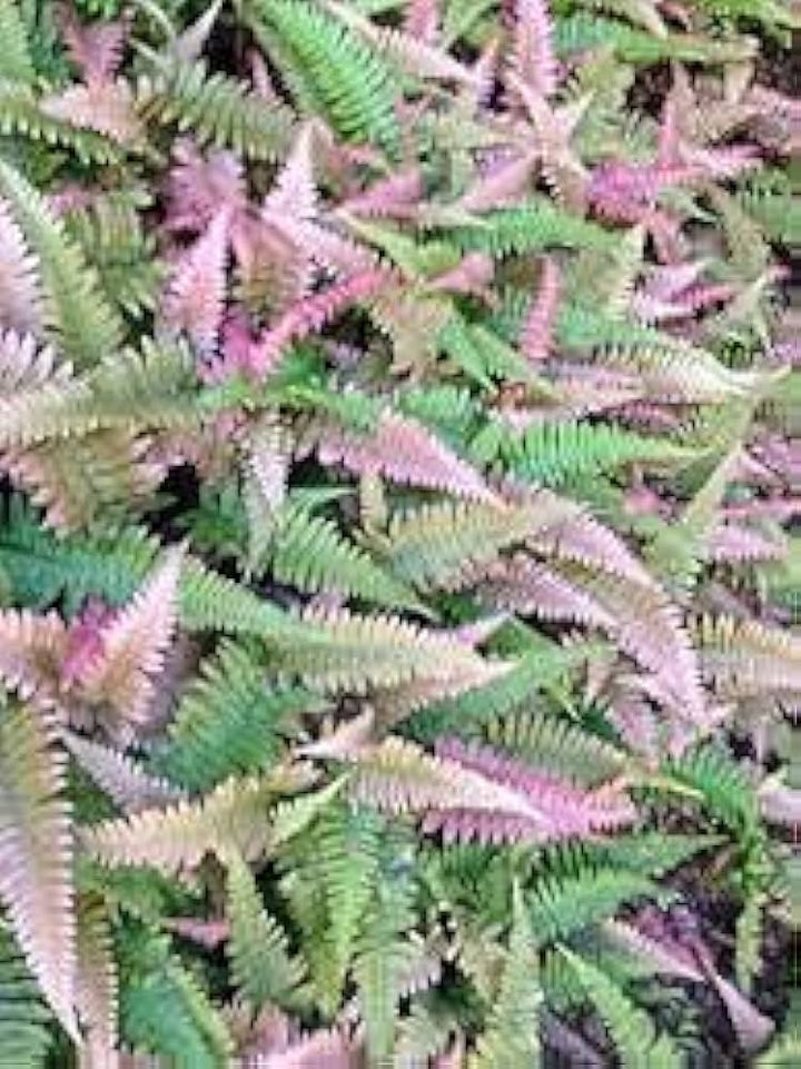 Pink Grønne Bregne Plantefrø til Plantning 100 stk