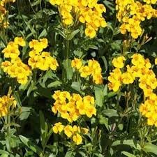 Flower Seeds, Seeds for Planting, Plant Seeds