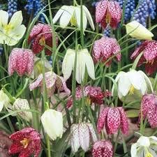 Flower Seeds, Seeds for Planting, Plant Seeds