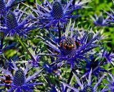 blue heirloom flower seeds