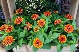 zowie flower flower seeds