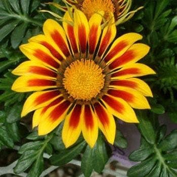 Flower Seeds, Seeds for Planting, Plant Seeds