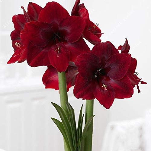 amaryllis and flower seeds