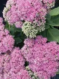 sedum dragons flower seeds