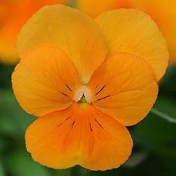 orange viola flower seeds