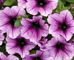 heirloom petunia flower seeds