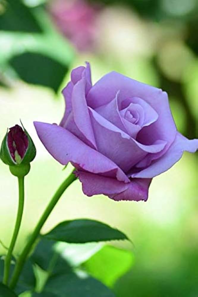 Friske Unikke Rose Blomsterfrø til Plantning, Purple Mix 100 stk