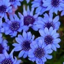 blue organic flower seeds