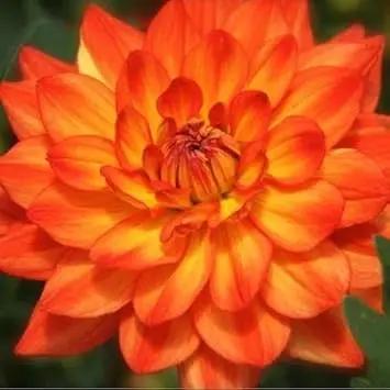 orange dark flower seeds