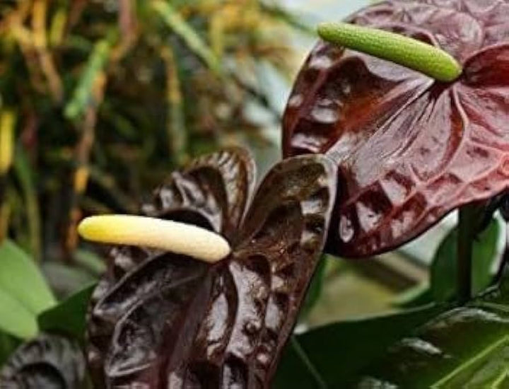 Anthurium Mørkebrune Blomsterfrø til Plantning 100 stk