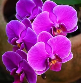 Flower Seeds, Seeds for Planting, Plant Seeds