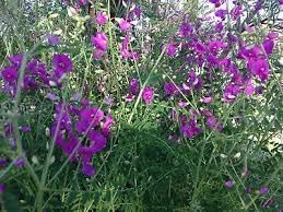 Flower Seeds, Seeds for Planting, Plant Seeds