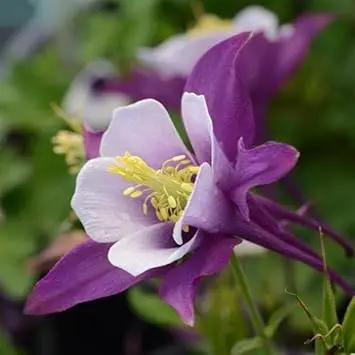 purple aquilegia flower seeds