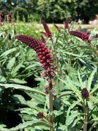 Flower Seeds, Seeds for Planting, Plant Seeds