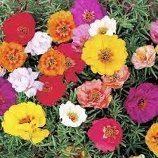 heirloom non flower seeds