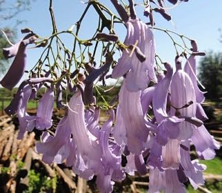 Flower Seeds, Seeds for Planting, Plant Seeds