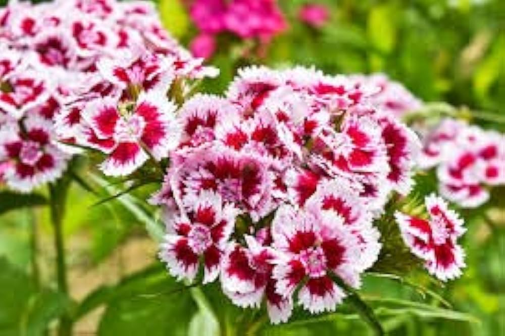 Hvid Mix Dianthus Blomsterfrø til udplantning - 100 stk