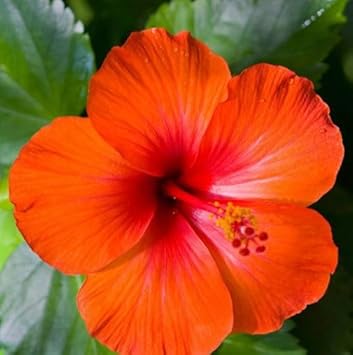 Flower Seeds, Seeds for Planting, Plant Seeds