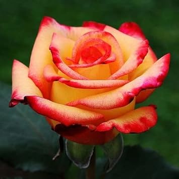 Flower Seeds, Seeds for Planting, Plant Seeds