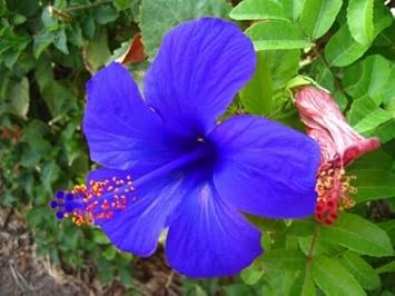 Flower Seeds, Seeds for Planting, Plant Seeds