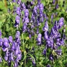 organic aconitum flower seeds