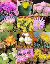 mixed conophytum flower seeds