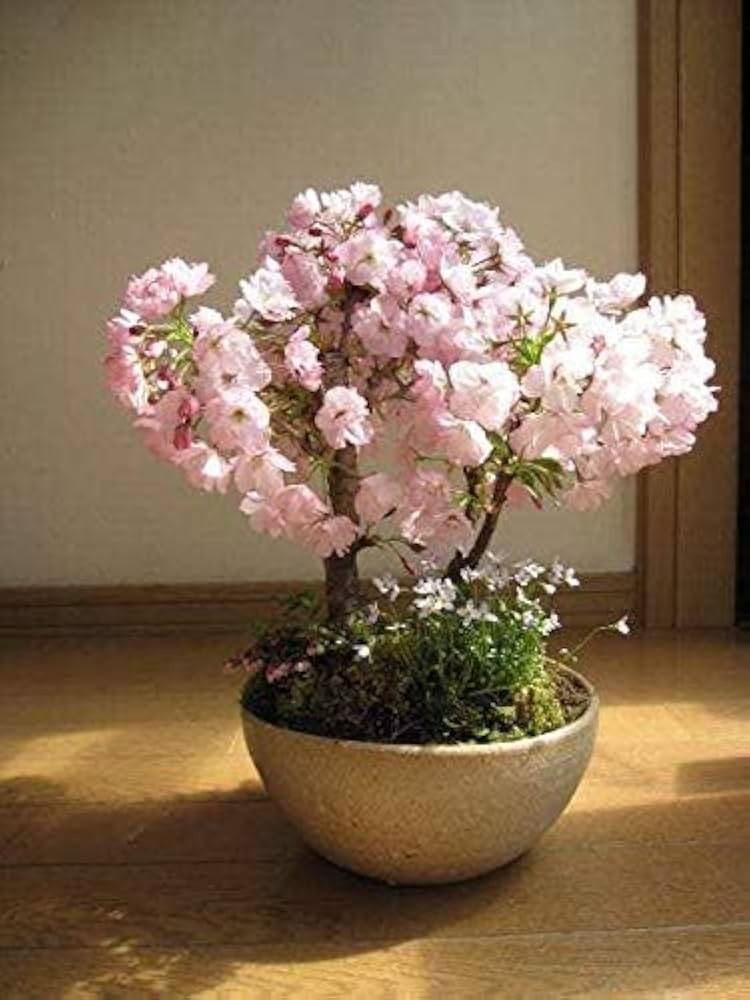 pink sakura flower seeds